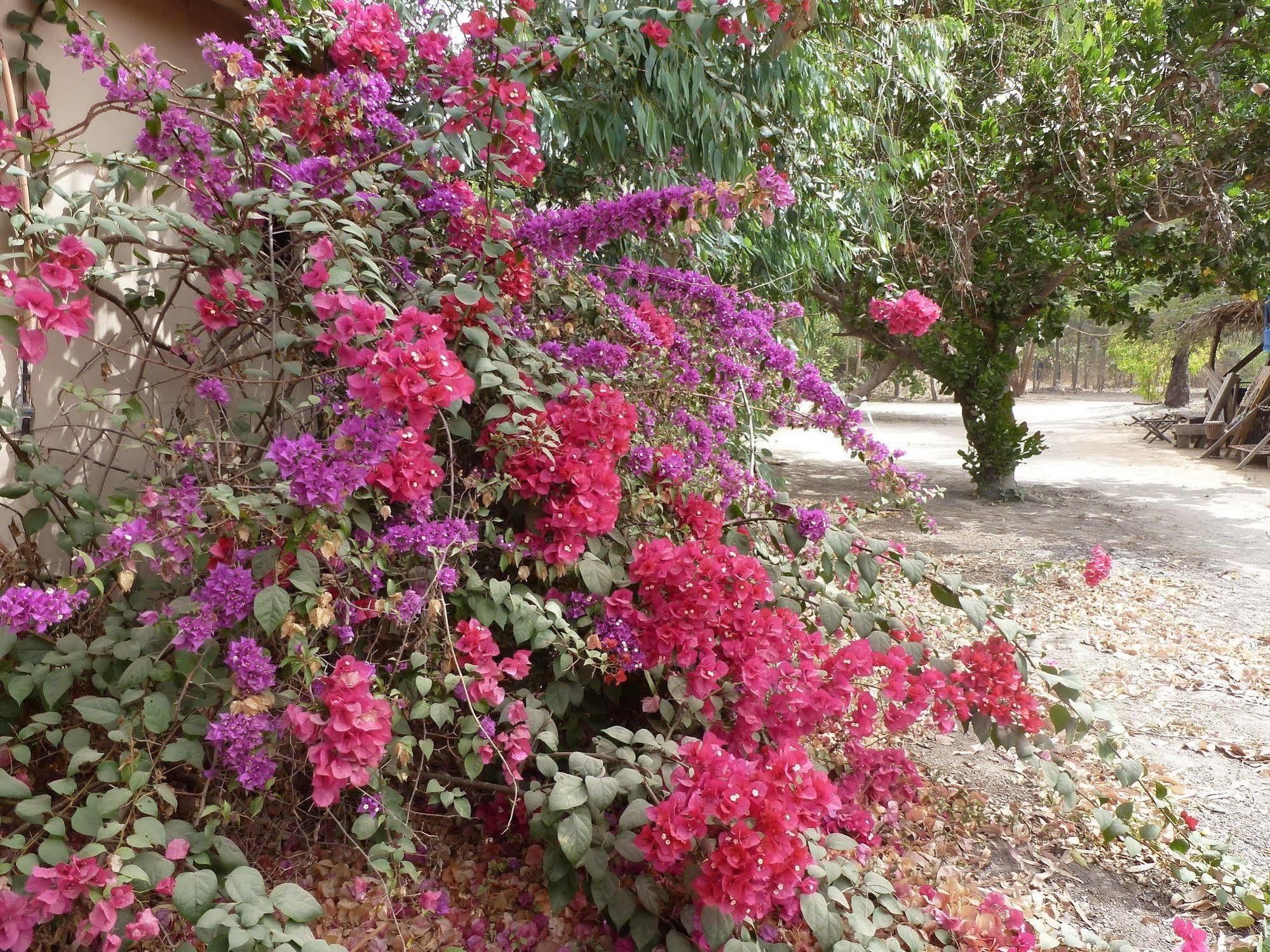 Footsteps Eco-Lodge Gunjur Bagian luar foto